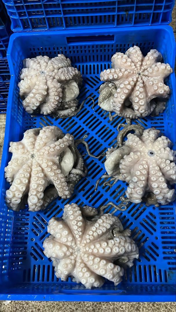 輸出するタコ
